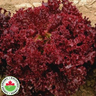 Lolla Rosa Organic Lettuce Thumbnail